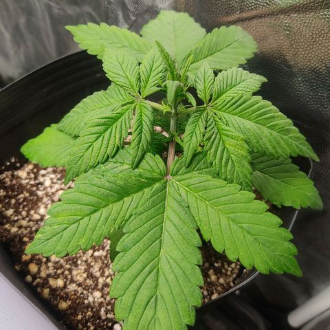 🟢 Auto Bloody fruit grape 🍇 growlog photo: Algumas folhas estão apresentando umas manchas 