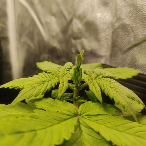 🔴 Auto Black Bird 2 growlog photo: Começou o crescimento de uma cabeça com novas folhas 