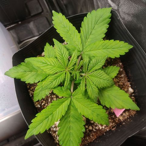 🔴 Auto Black Bird 2 growlog photo: Começou o crescimento de uma cabeça com novas folhas 