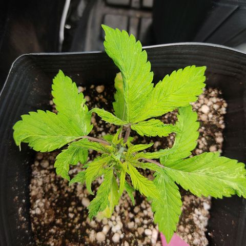 🔴 Auto Black Bird  growlog timeline photo