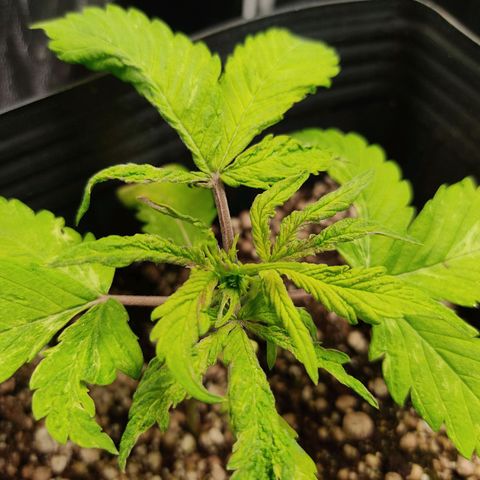 🔴 Auto Black Bird  growlog timeline photo
