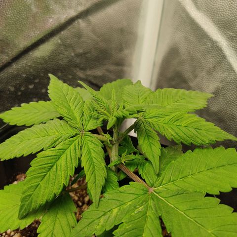 🟢 Auto Bloody fruit grape 🍇 growlog photo: Ela está com sede 😃
