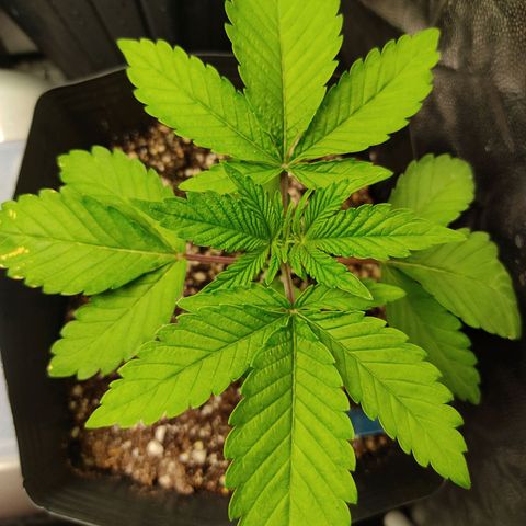 🔵 Foto Tropical Scout  growlog photo: A menina está com sede 😃