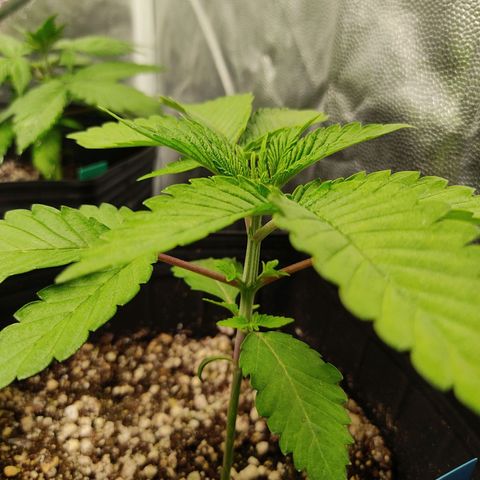 🔵 Foto Tropical Scout  growlog photo: A menina está com sede 😃