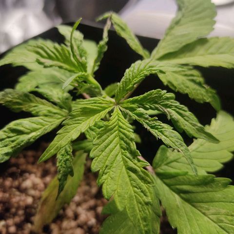 🔴 Auto Black Bird  growlog timeline photo