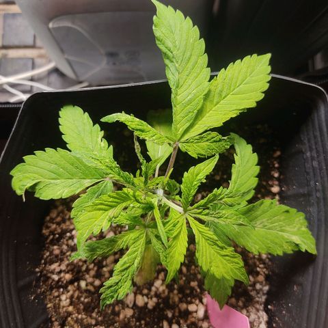 🔴 Auto Black Bird  growlog timeline photo