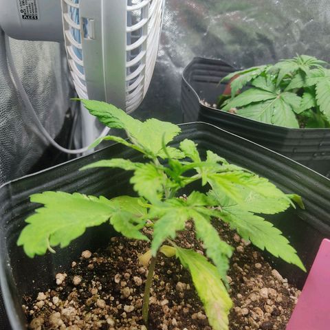 🔴 Auto Black Bird  growlog timeline photo