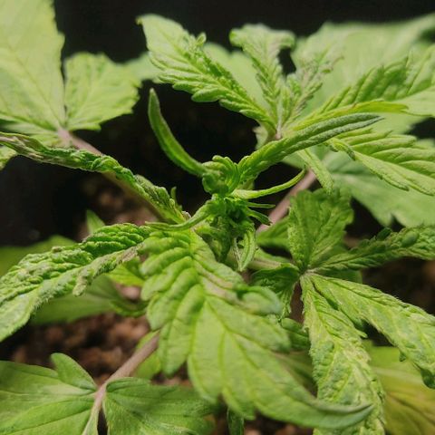 🔴 Auto Black Bird  growlog timeline photo