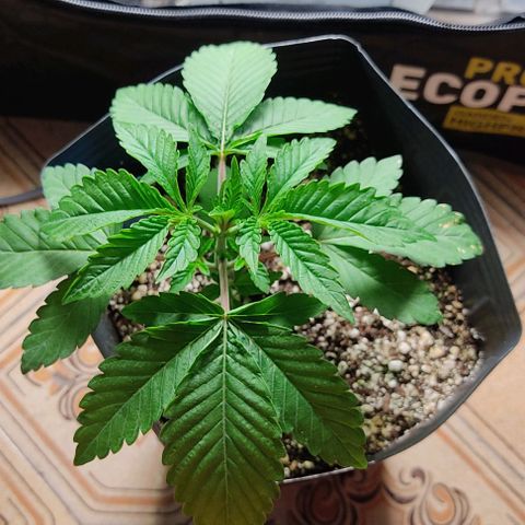 🔵 Foto Tropical Scout  growlog timeline photo