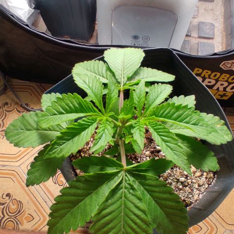 🔵 Foto Tropical Scout  growlog timeline photo