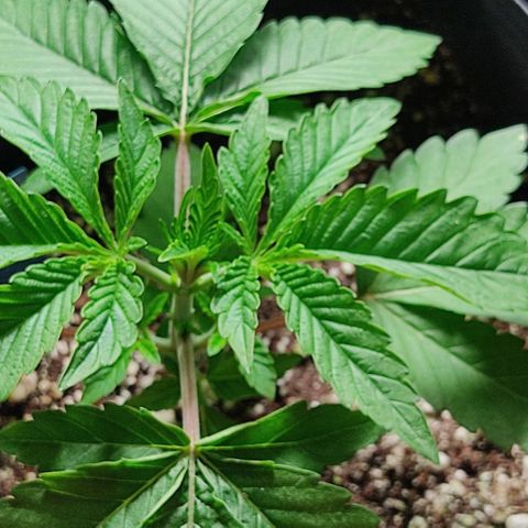 🔵 Foto Tropical Scout  growlog timeline photo