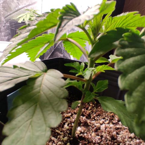 🔵 Foto Tropical Scout  growlog timeline photo