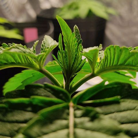 🔵 Foto Tropical Scout  growlog timeline photo