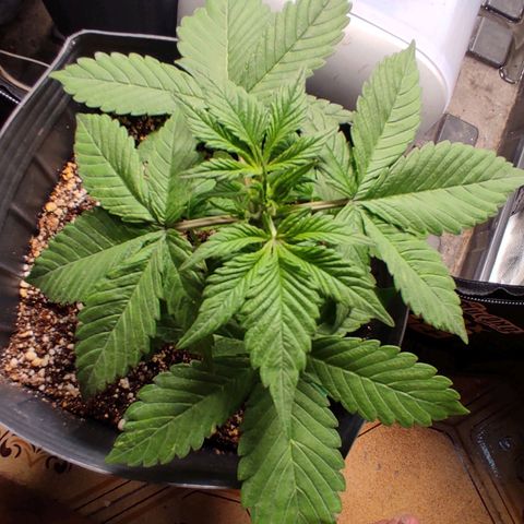 🟢 Auto Bloody fruit grape 🍇 growlog timeline photo