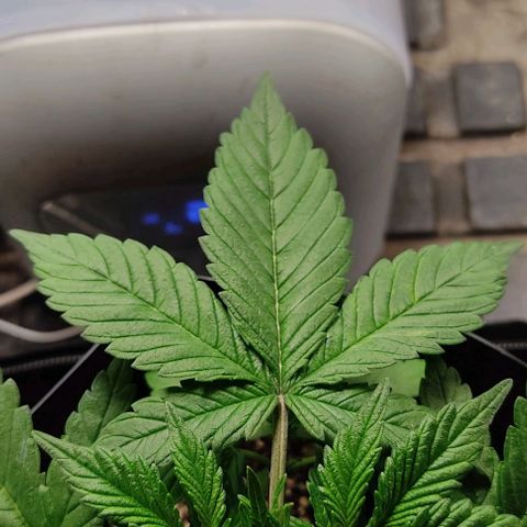 🟢 Auto Bloody fruit grape 🍇 growlog timeline photo