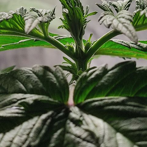 🟢 Auto Bloody fruit grape 🍇 growlog timeline photo