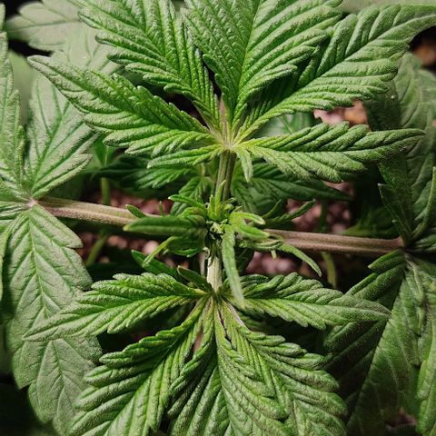 🟢 Auto Bloody fruit grape 🍇 growlog timeline photo