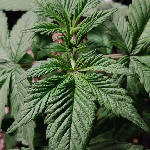🟢 Auto Bloody fruit grape 🍇 growlog timeline photo