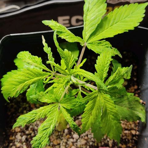 🔴 Auto Black Bird  growlog timeline photo