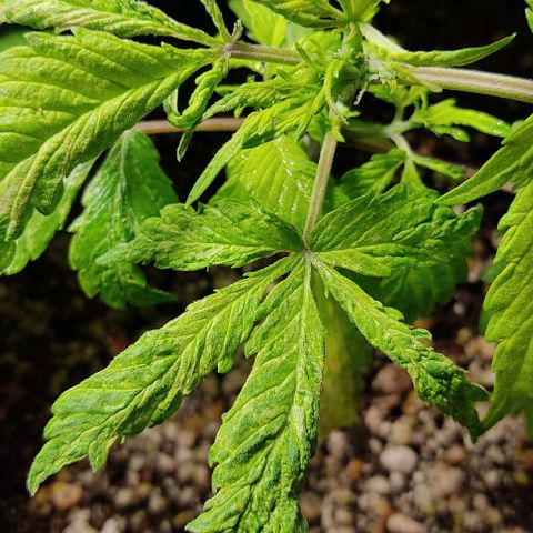 🔴 Auto Black Bird  growlog timeline photo