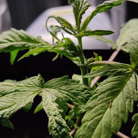 🔴 Auto Black Bird  growlog timeline photo
