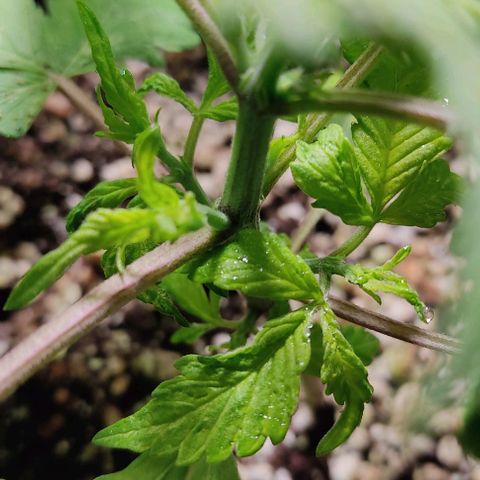 🔴 Auto Black Bird  growlog timeline photo