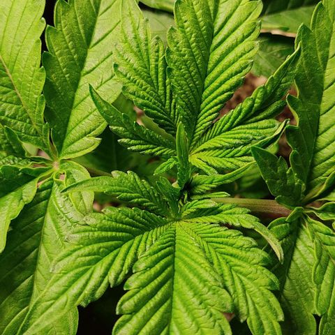 🔵 Foto Tropical Scout  growlog timeline photo