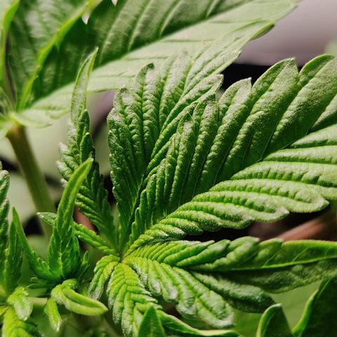 🔵 Foto Tropical Scout  growlog timeline photo