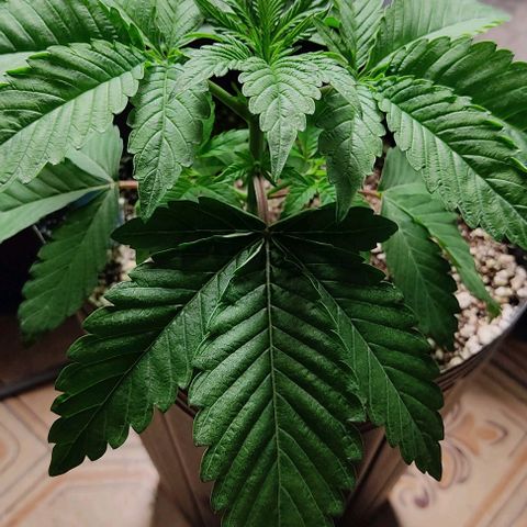 🔵 Foto Tropical Scout  growlog timeline photo