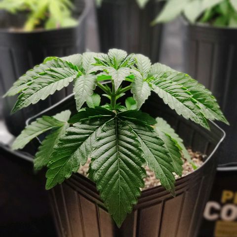 🔵 Foto Tropical Scout  growlog timeline photo