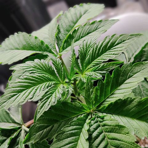 🔵 Foto Tropical Scout  growlog timeline photo