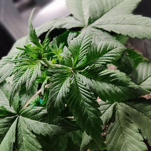 🟢 Auto Bloody fruit grape 🍇 growlog timeline photo