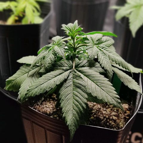 🟢 Auto Bloody fruit grape 🍇 growlog timeline photo