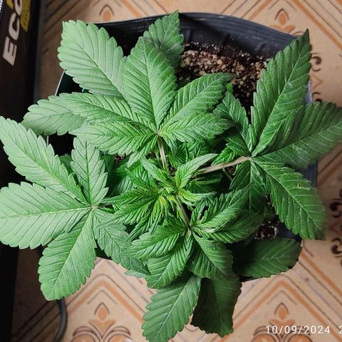 🟢 Auto Bloody fruit grape 🍇 growlog timeline photo