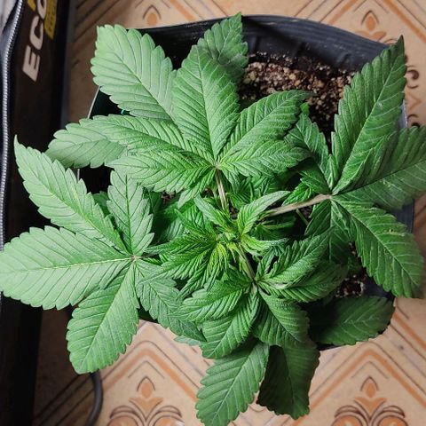 🟢 Auto Bloody fruit grape 🍇 growlog timeline photo