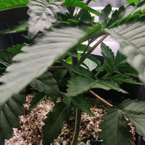 🔵 Foto Tropical Scout  growlog timeline photo