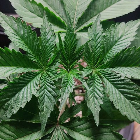 🔵 Foto Tropical Scout  growlog timeline photo