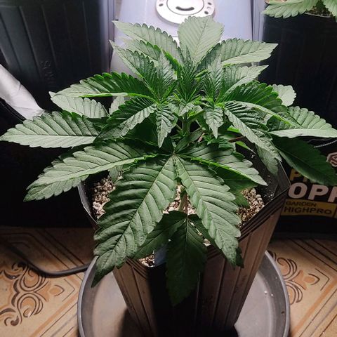 🔵 Foto Tropical Scout  growlog timeline photo