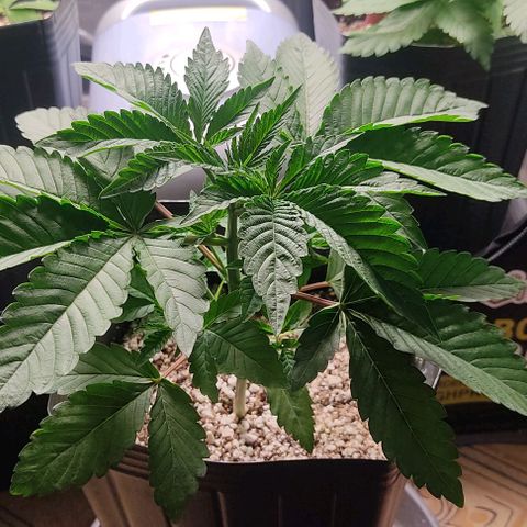 🔵 Foto Tropical Scout  growlog timeline photo