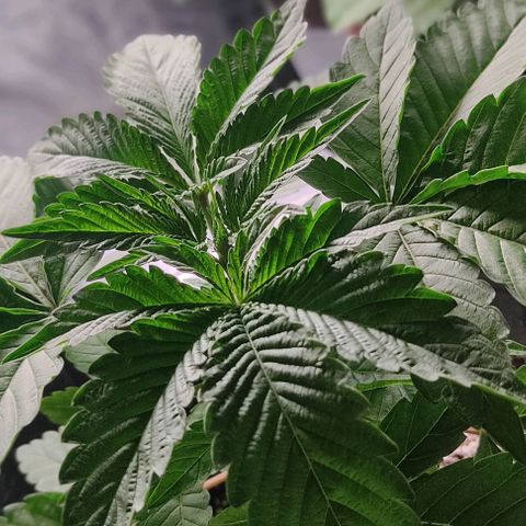 🔵 Foto Tropical Scout  growlog timeline photo