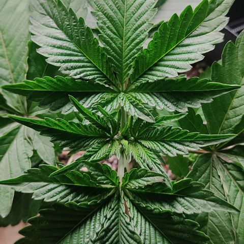 🔵 Foto Tropical Scout  growlog timeline photo