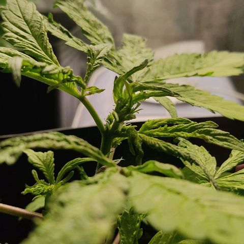🔴 Auto Black Bird  growlog timeline photo