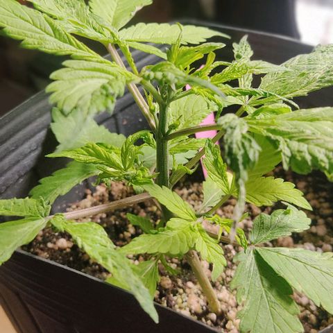 🔴 Auto Black Bird  growlog timeline photo
