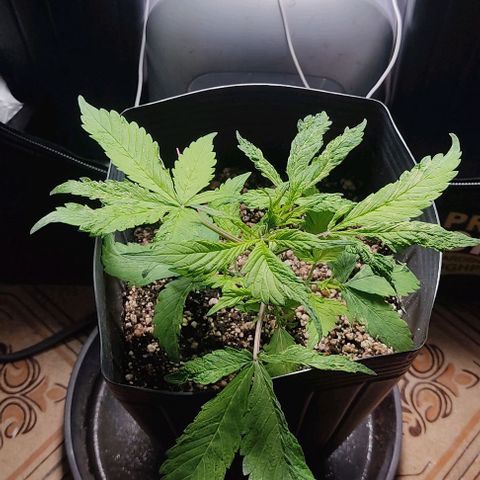 🔴 Auto Black Bird  growlog timeline photo