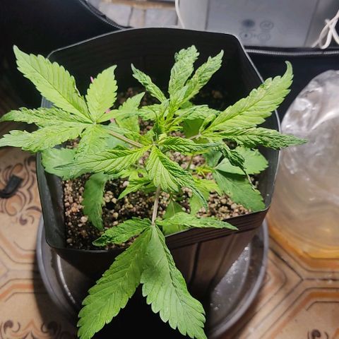 🔴 Auto Black Bird  growlog timeline photo