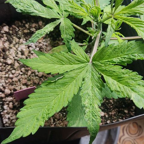 🔴 Auto Black Bird  growlog timeline photo