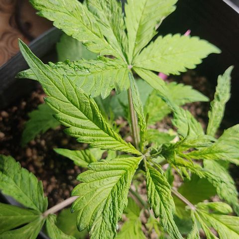 🔴 Auto Black Bird  growlog timeline photo