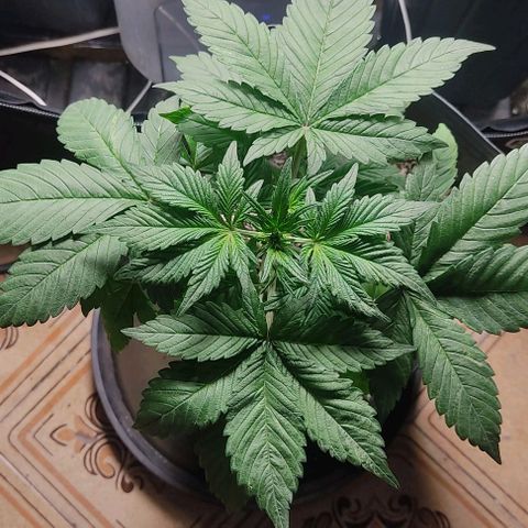 🟢 Auto Bloody fruit grape 🍇 growlog timeline photo