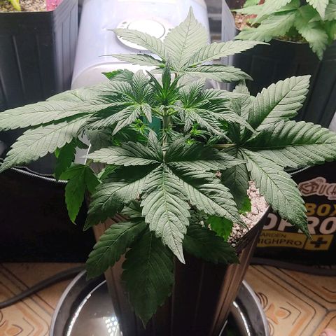 🟢 Auto Bloody fruit grape 🍇 growlog timeline photo