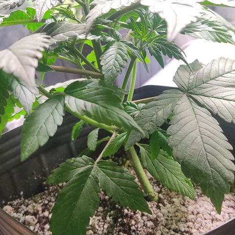 🟢 Auto Bloody fruit grape 🍇 growlog timeline photo